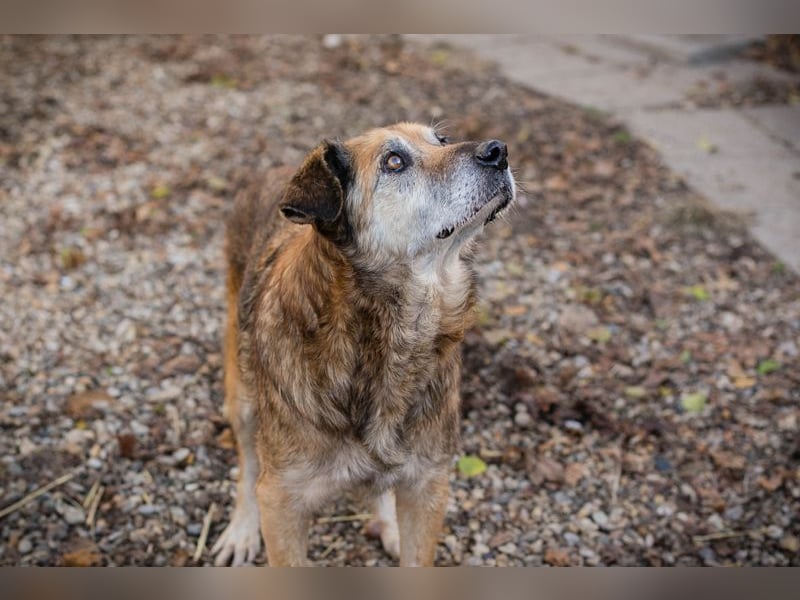 Mick: Sanfter Senior mit Charme