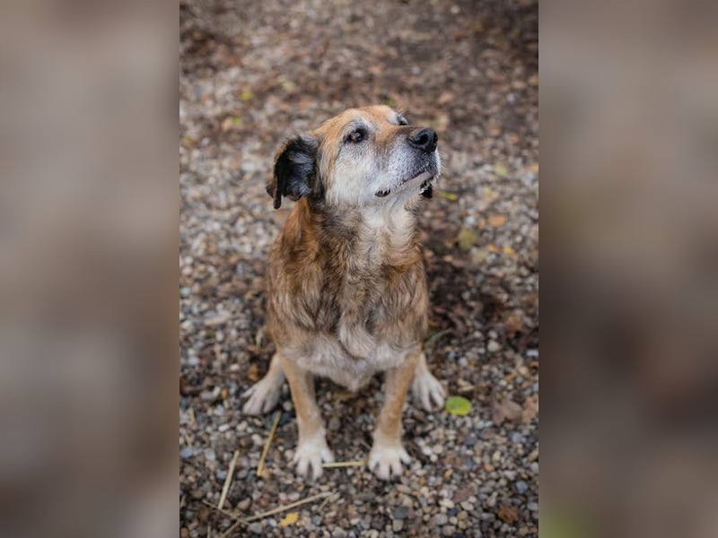 Mick: Sanfter Senior mit Charme