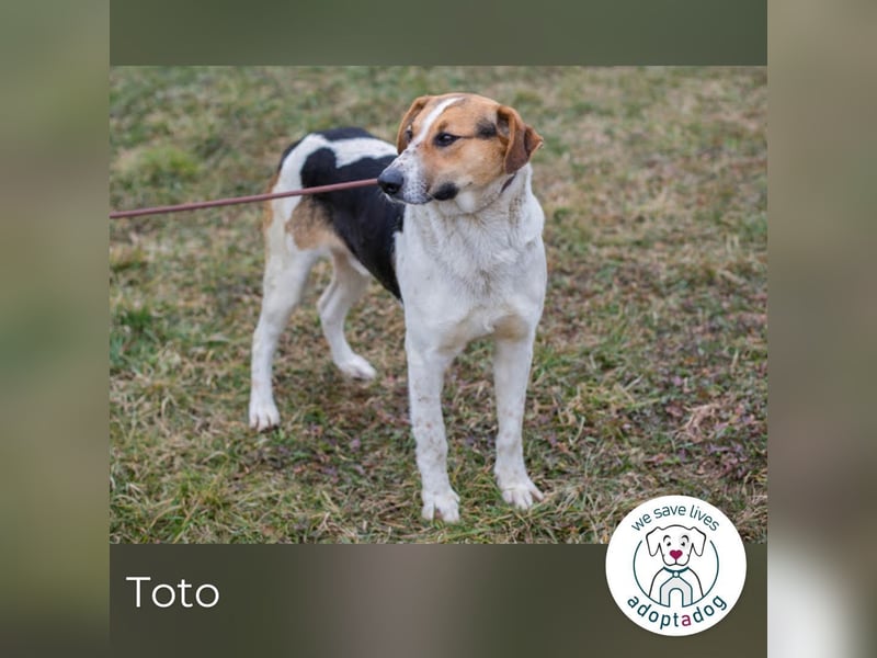 Toto: Ein Herz auf vier Pfoten