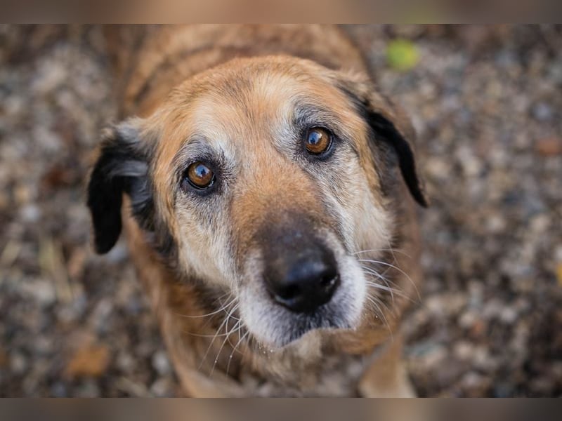 Chip 235512: Sucht ein Zuhause