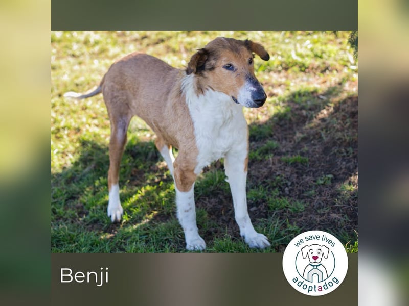 Benji: Neuanfang gesucht