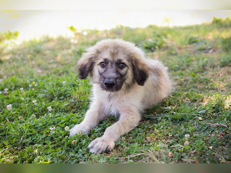 Chip 231427: Hundekind sucht ein Zuhause