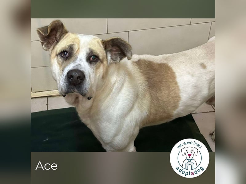 Ace: Sucht ein Zuhause