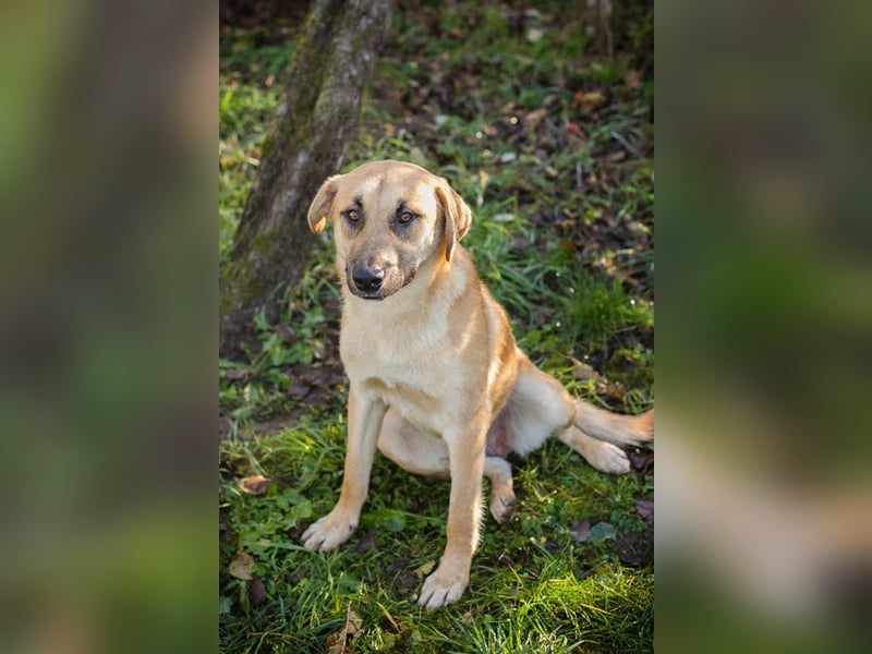 Murphy: Wirbelwind sucht ein Zuhause