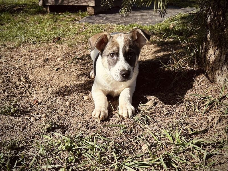 Tommi: Hundekind möchte endlich durchstarten