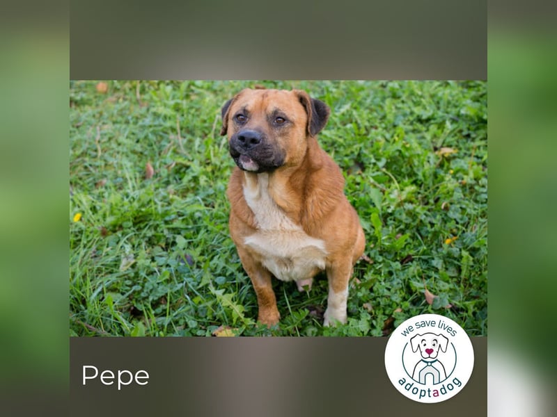 Pepe: Liebevoller Rüde