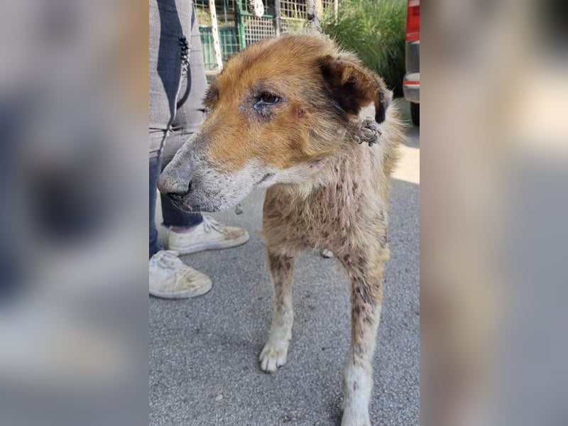 Benji: Neuanfang gesucht