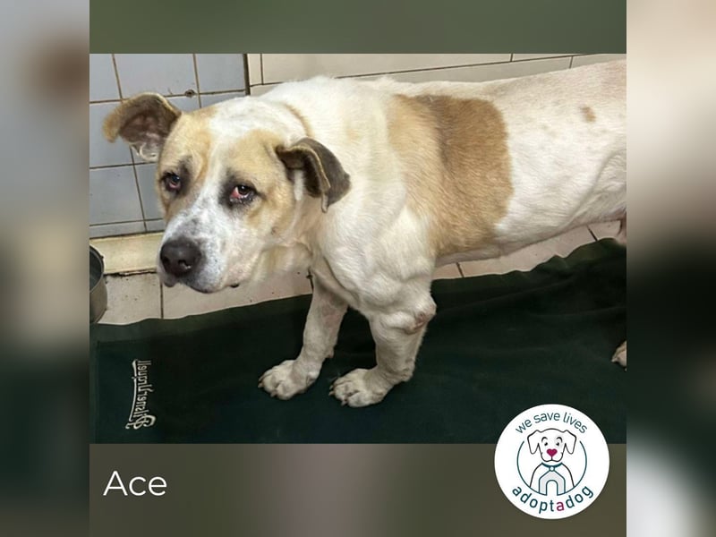 Ace: Sucht ein Zuhause