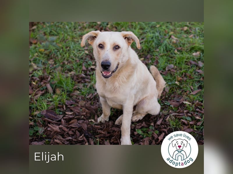 Elijah: Bester Freund gesucht