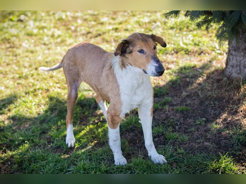 Benji: Neuanfang gesucht