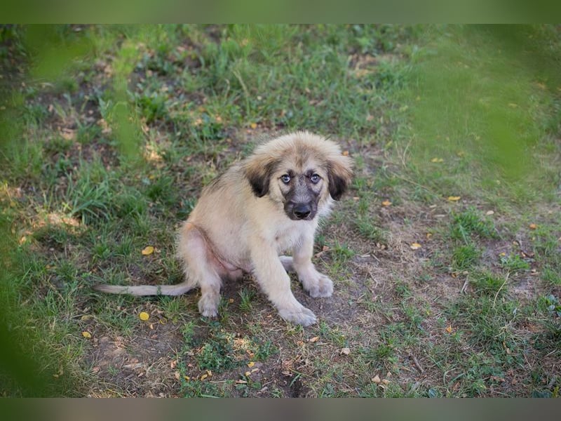 Chip 231427: Hundekind sucht ein Zuhause