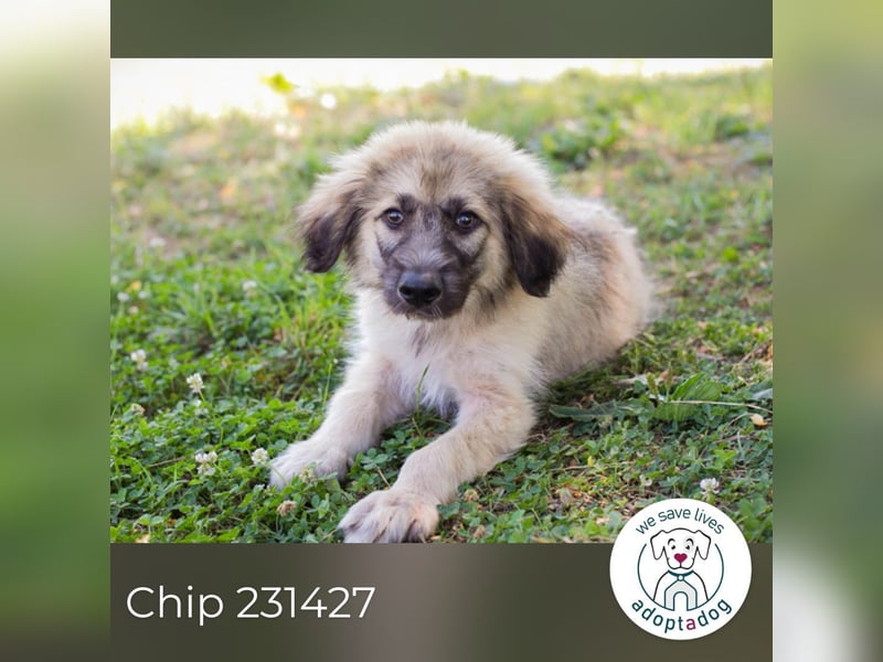 Chip 231427: Hundekind sucht ein Zuhause