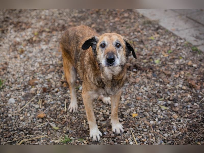 Chip 235512: Sucht ein Zuhause