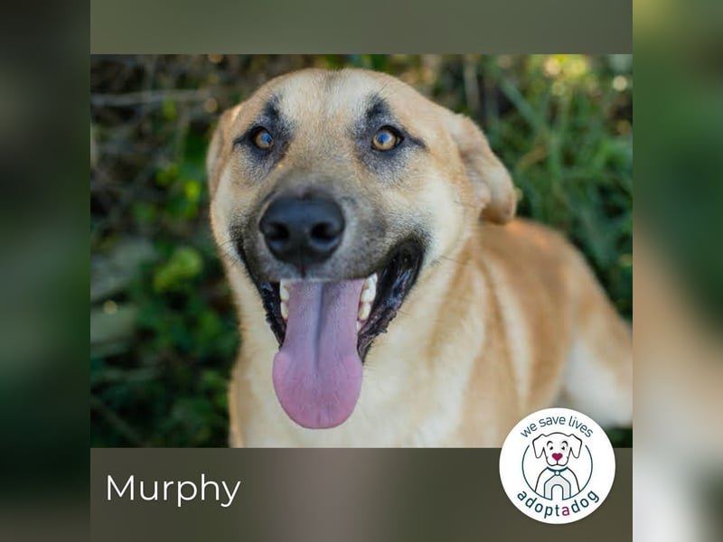 Murphy: Wirbelwind sucht ein Zuhause