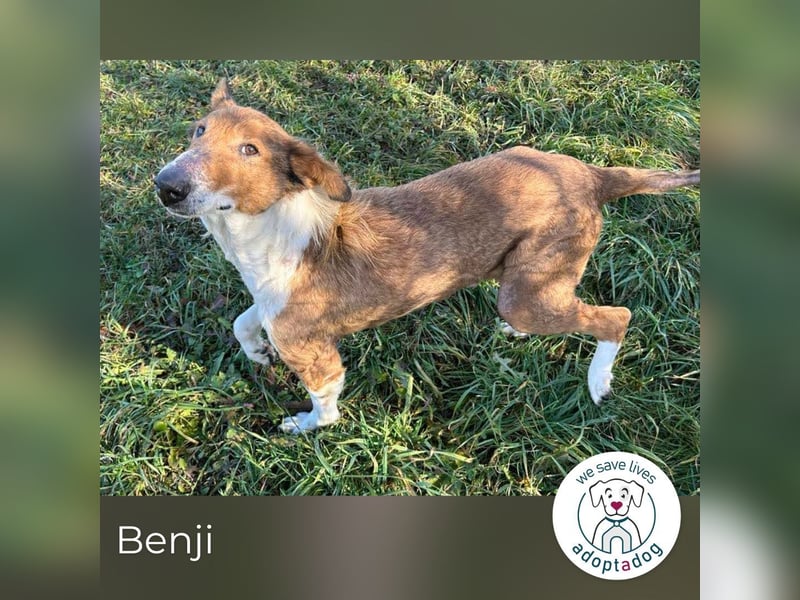 Benji: Neuanfang gesucht