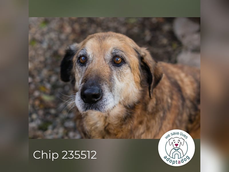 Chip 235512: Sucht ein Zuhause