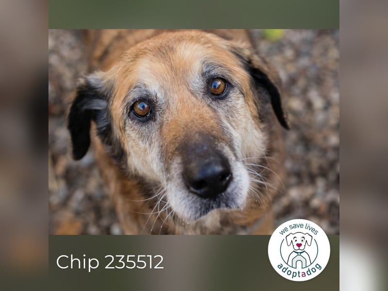 Chip 235512: Sucht ein Zuhause