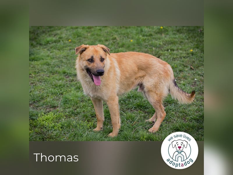 Thomas: Sucht ein Zuhause