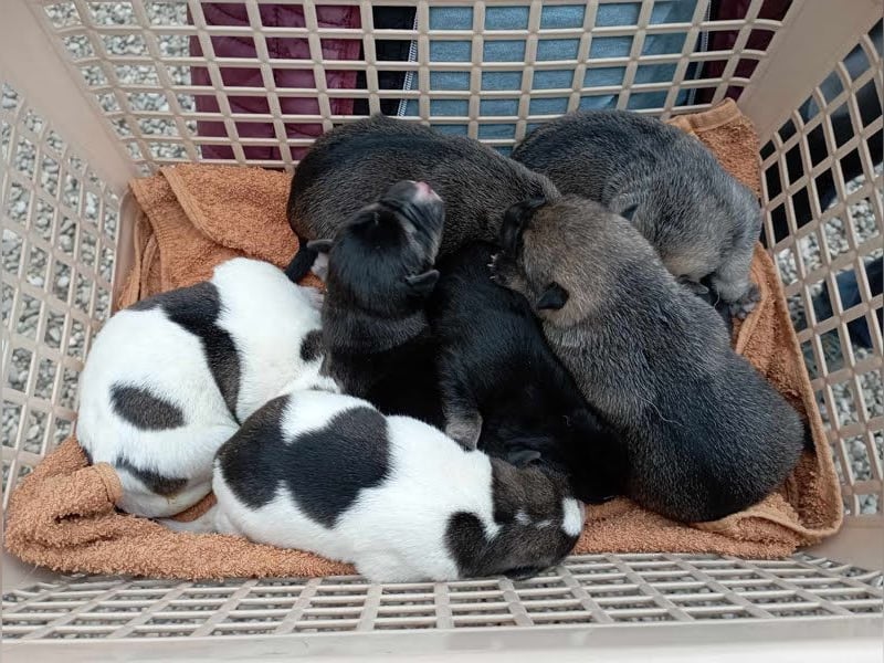 Tommi: Hundekind möchte endlich durchstarten