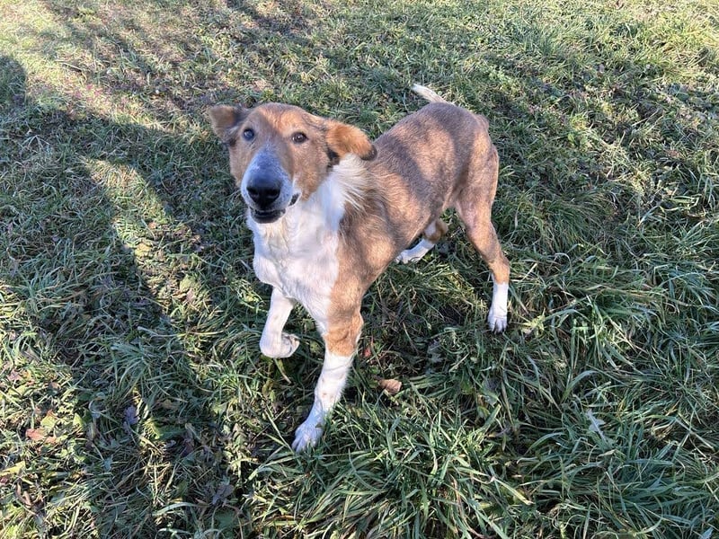 Benji: Neuanfang gesucht