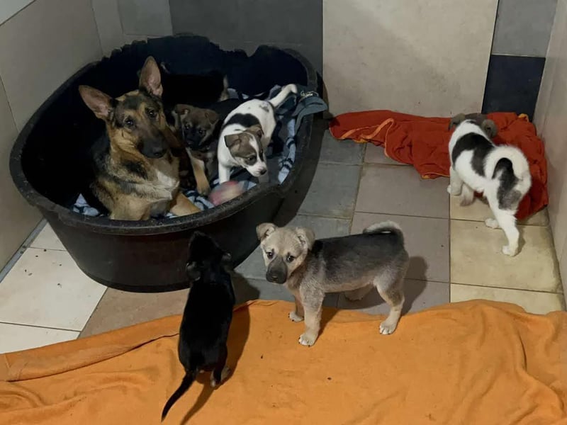 Tommi: Hundekind möchte endlich durchstarten