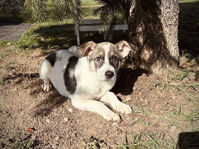Tommi: Hundekind möchte endlich durchstarten