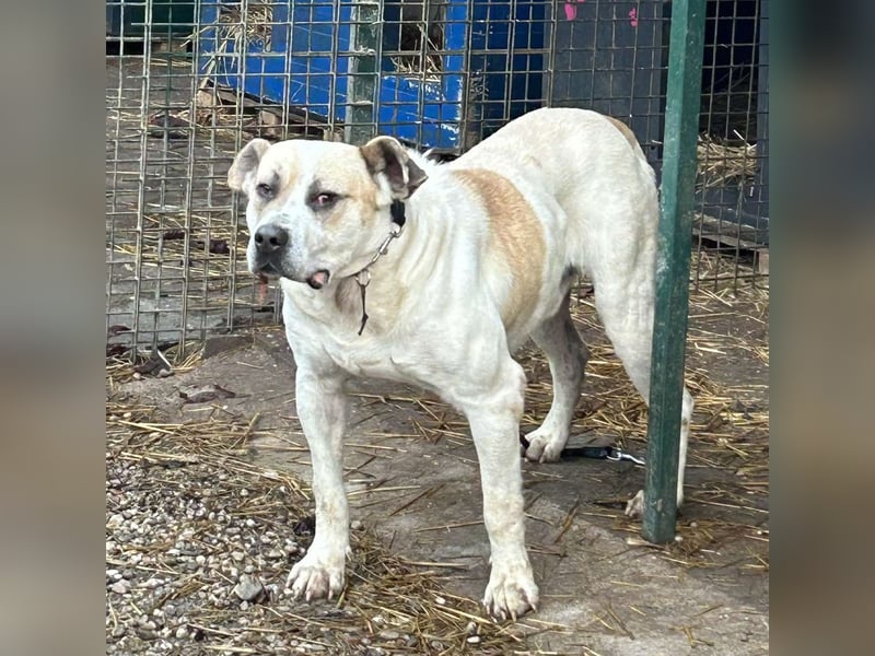Ace: Sucht ein Zuhause