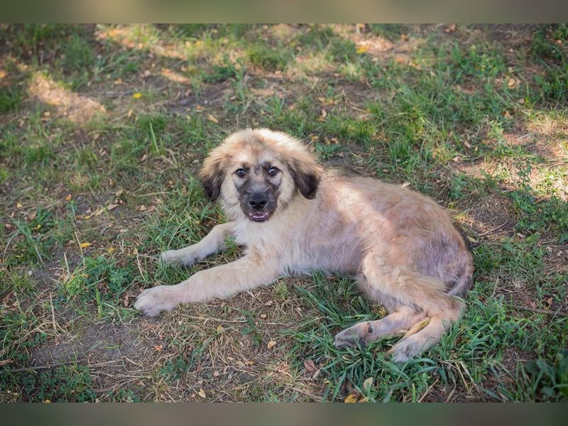 Chip 231427: Hundekind sucht ein Zuhause