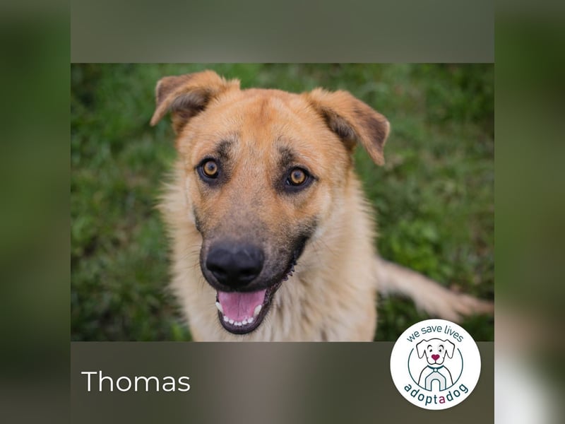 Thomas: Sucht ein Zuhause