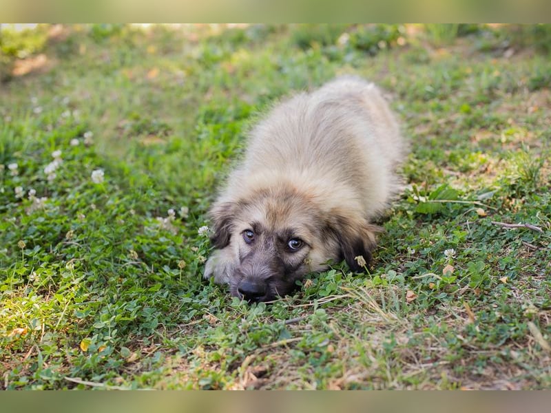 Chip 231427: Hundekind sucht ein Zuhause
