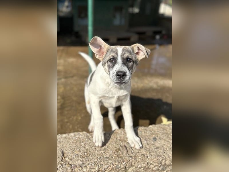 Tommi: Hundekind möchte endlich durchstarten