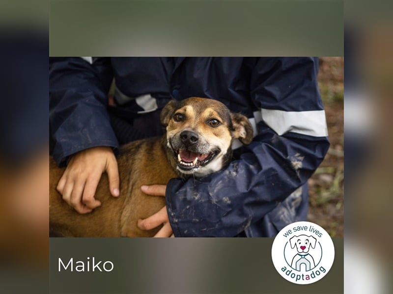 Maiko: Herz auf vier Pfoten