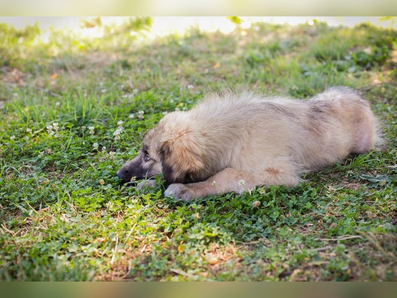 Chip 231427: Hundekind sucht ein Zuhause