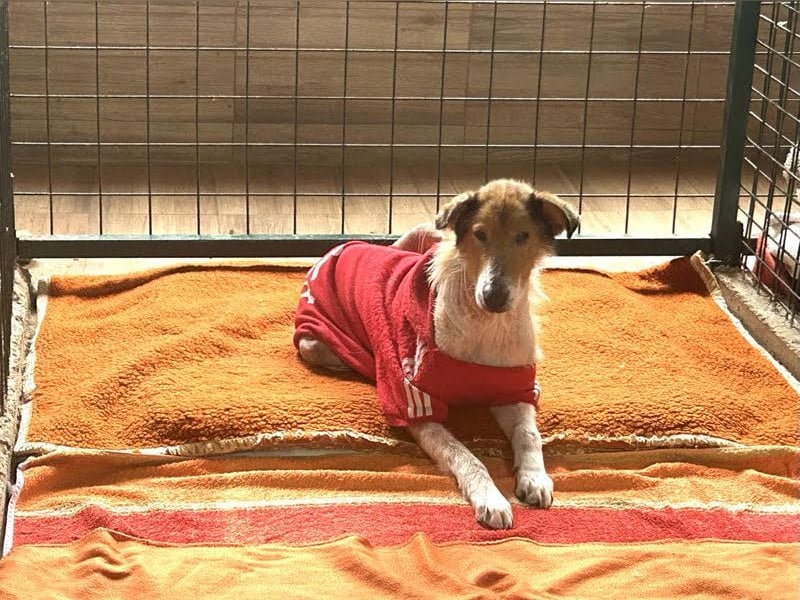 Benji: Neuanfang gesucht