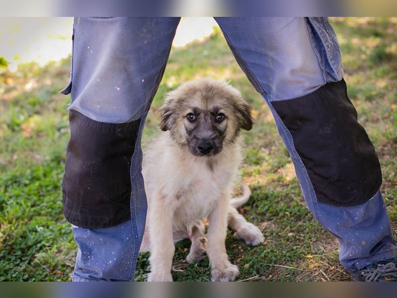 Chip 231427: Hundekind sucht ein Zuhause