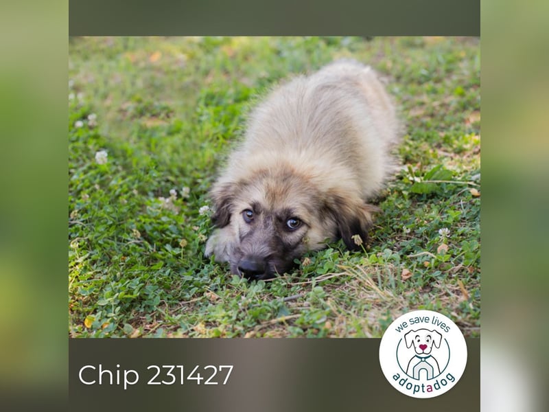 Chip 231427: Hundekind sucht ein Zuhause