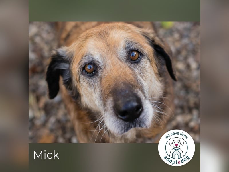 Mick: Sanfter Senior mit Charme