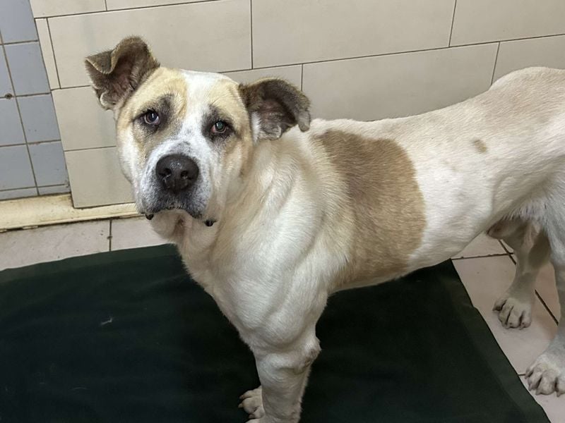 Ace: Sucht ein Zuhause