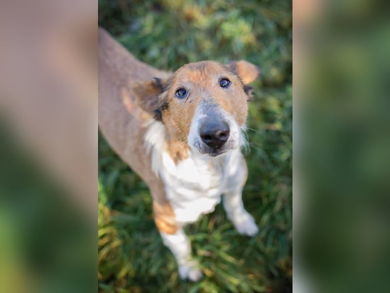 Benji: Neuanfang gesucht