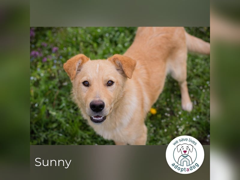 Sunny: Sucht ein Zuhause