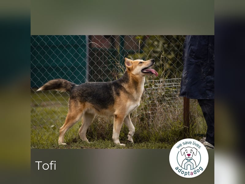 Tofi: der lebensfrohe Kämpfer