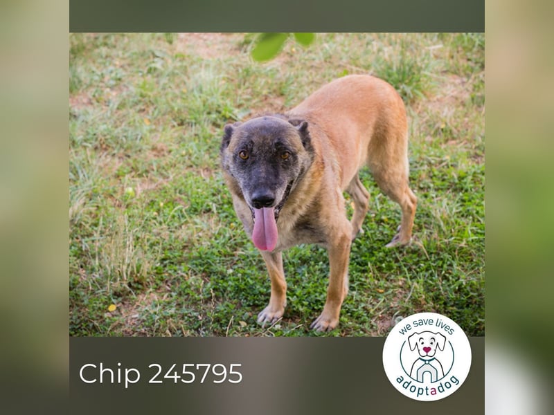 Chip 245795: Sucht ein Zuhause
