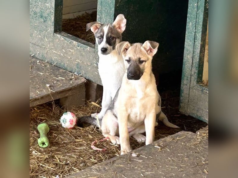 Tommi: Hundekind möchte endlich durchstarten