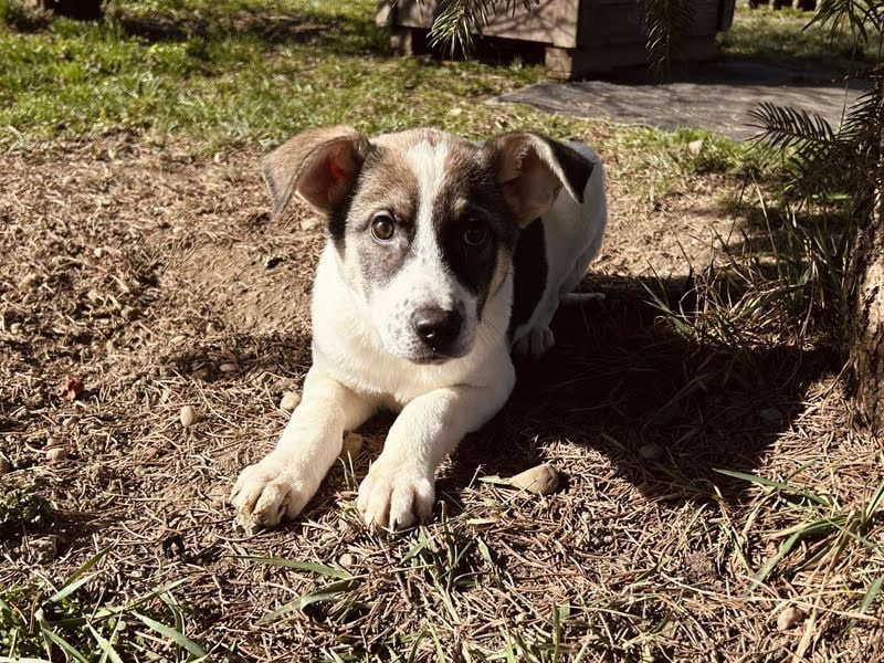 Tommi: Hundekind möchte endlich durchstarten