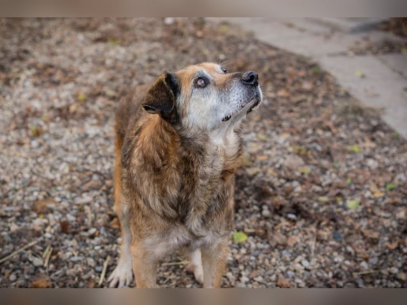 Mick: Sanfter Senior mit Charme