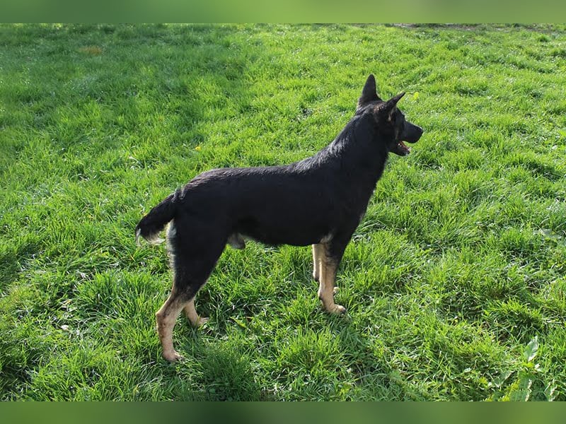 Duster: Vorsichtiger Gentleman