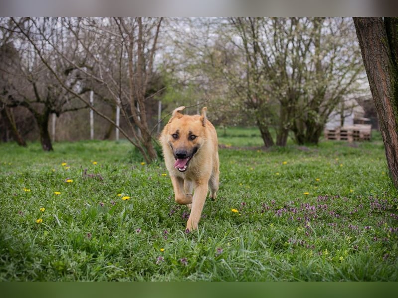 Thomas: Sucht ein Zuhause