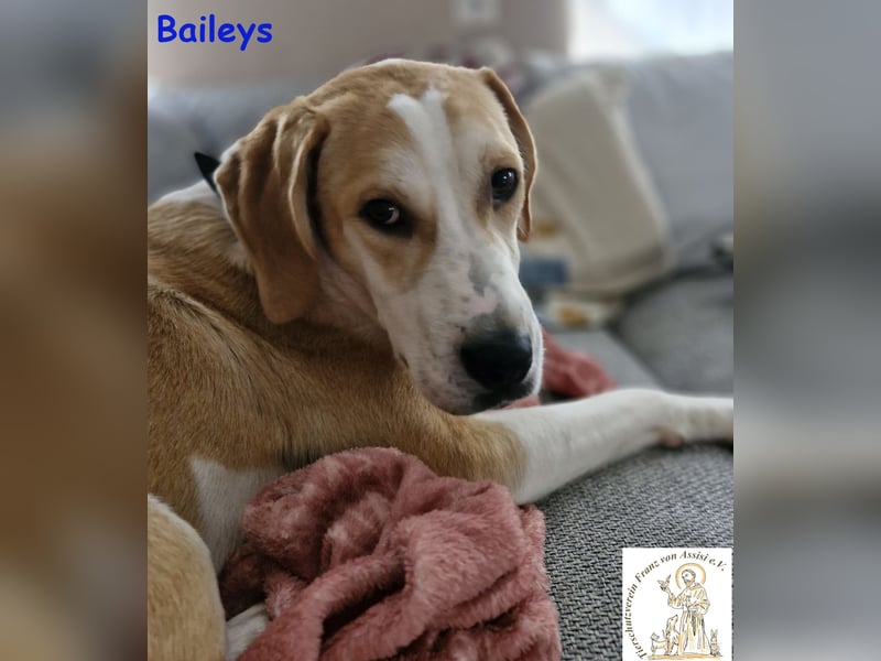 Baileys - Ein Herz auf vier Pfoten