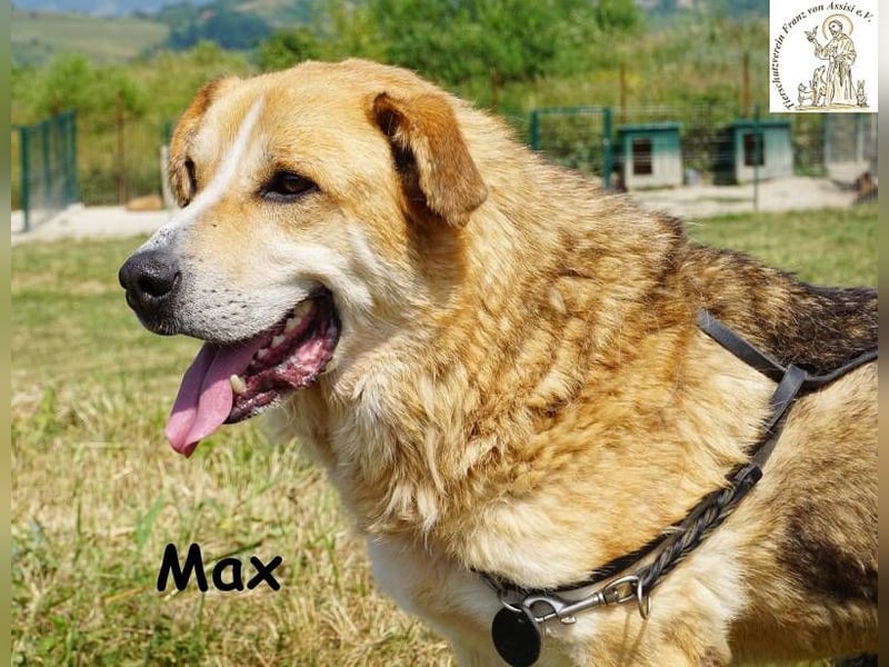 Max – Der Anführer mit dem Herz am rechten Fleck!