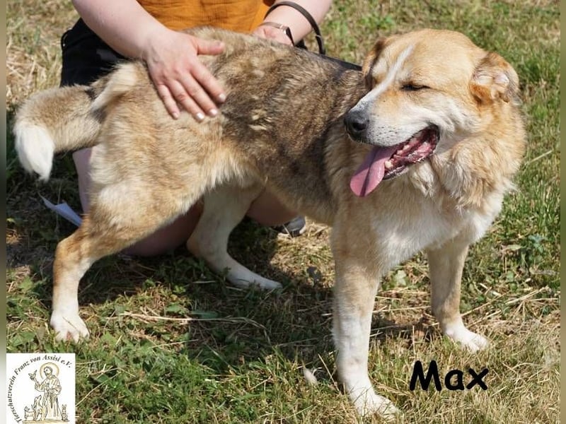 Max – Der Anführer mit dem Herz am rechten Fleck!